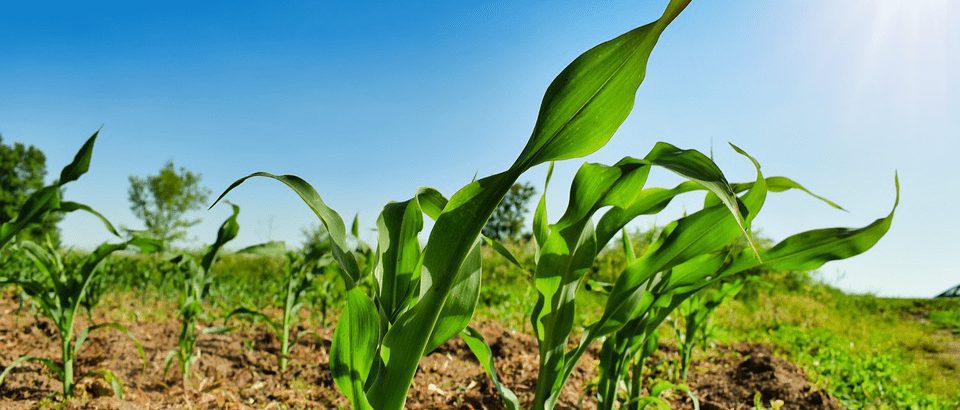 agrotechnika - nowoczesne rolnictwo